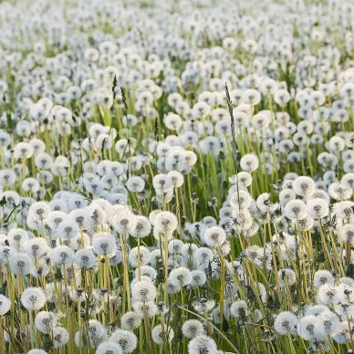 Dandelions valkoiset voikukkapallot valokuvatapetti Rebel Wallsilta R16351 image