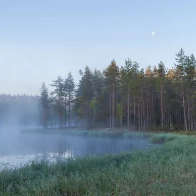 Forest Lake sumuinen metsajarvi valokuvatapetti Rebel Wallsilta R16421 image