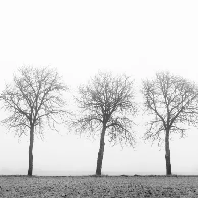 Tree Soldiers mustavalkoinen puutapetti valokuvatapetti Rebel Wallsilta R12981 image