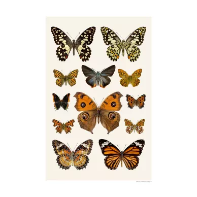 Syysperhoset juliste Butterflies Autumn Liljebergs image