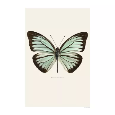 Vaaleanvihrea perhonen juliste Pareronia Valeria Lutescens Liljebergilta image