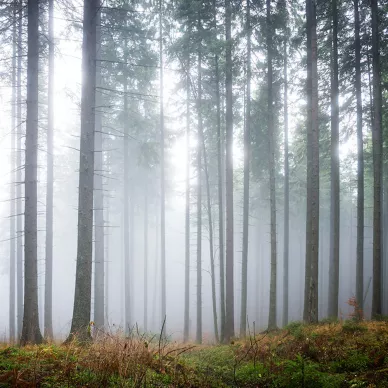 Forest Glade vihrea metsatapetti Rebel Wallsilta R15201 image