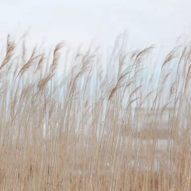 Swaying Reed rauhallinen kaislatapetti Rebel Wallsilta R13602 image